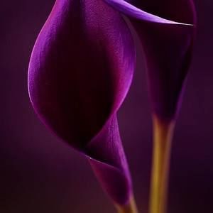 Meet your Posher, Vilma